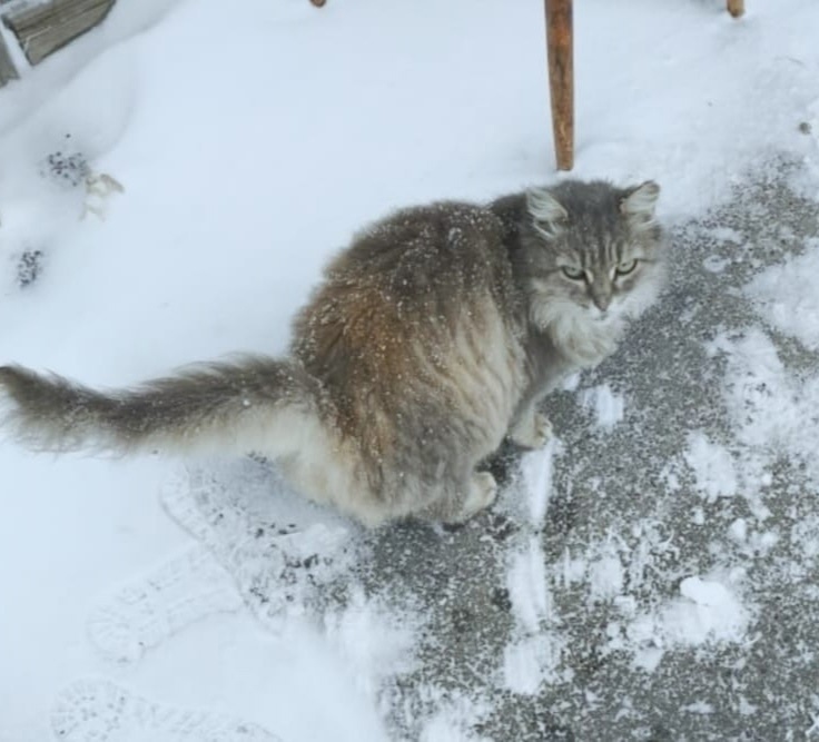 Найдена собака в Барнауле — фото объявления