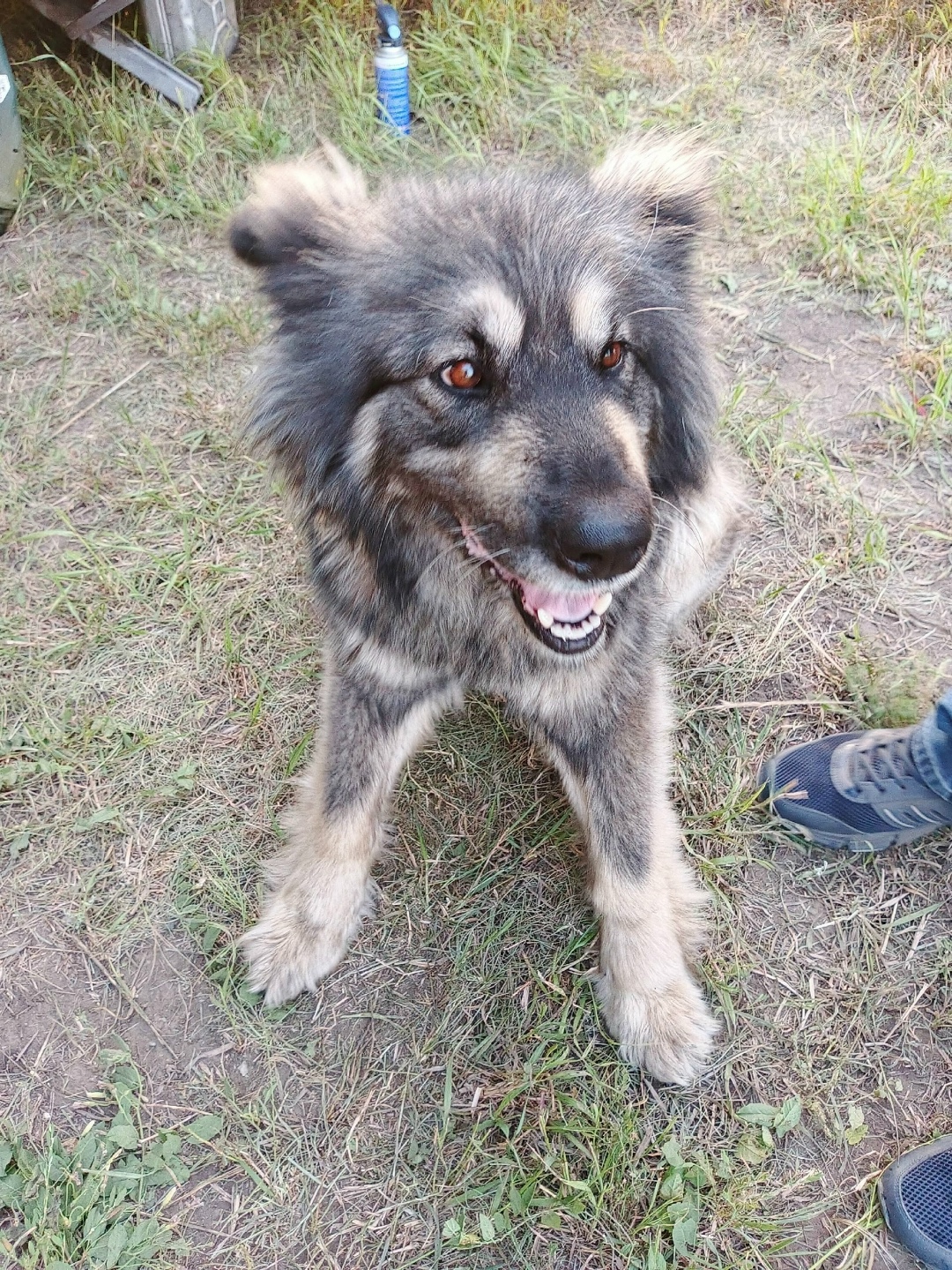 Найдена собака в Барнауле — фото объявления