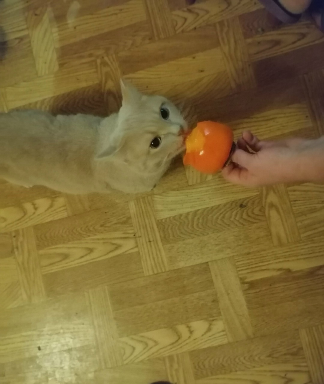 Пропала собака в Барнауле — фото объявления