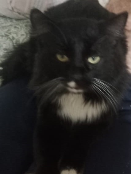 Пропала кошка в Барнауле — фото объявления