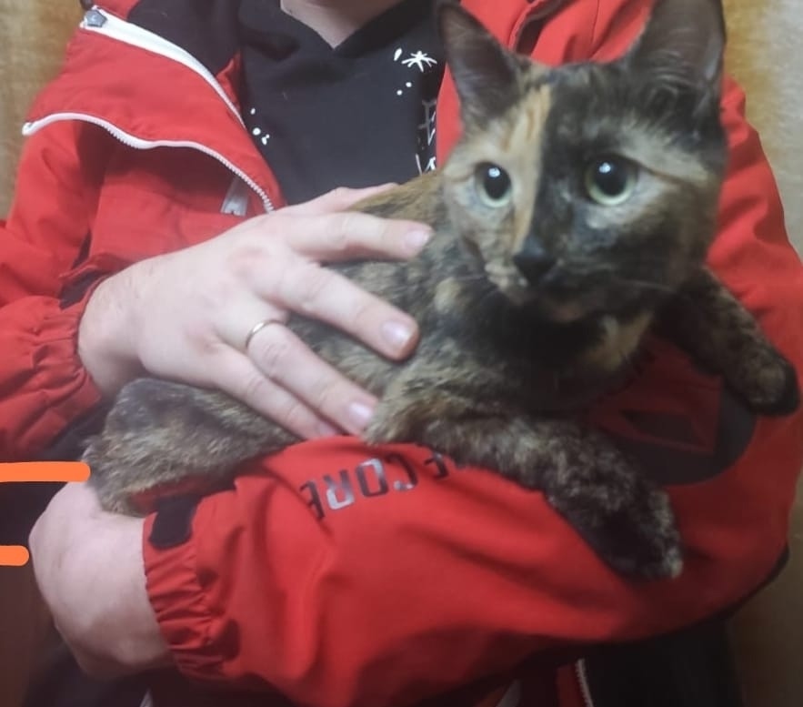 Найдена кошка в Барнауле — фото объявления