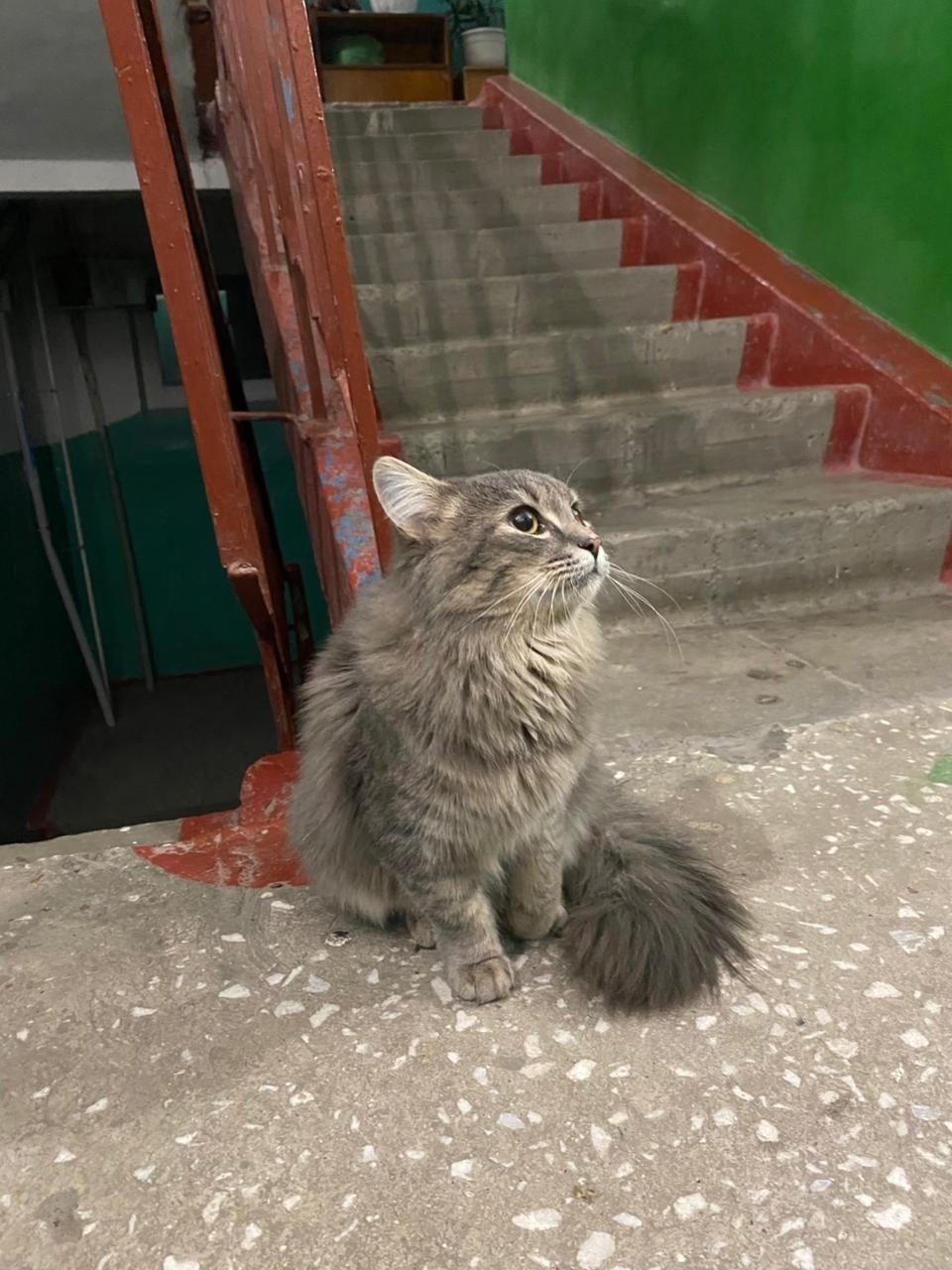 Найдена собака в Барнауле — фото объявления