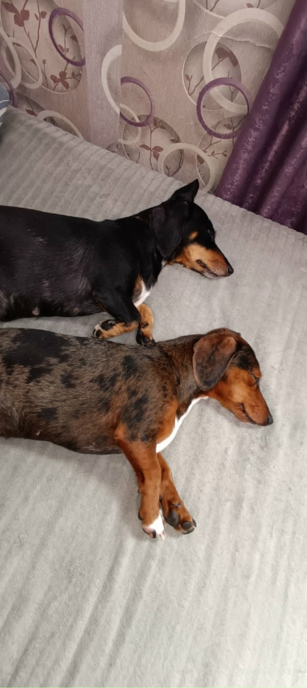 Пропала собака в Барнауле — фото объявления