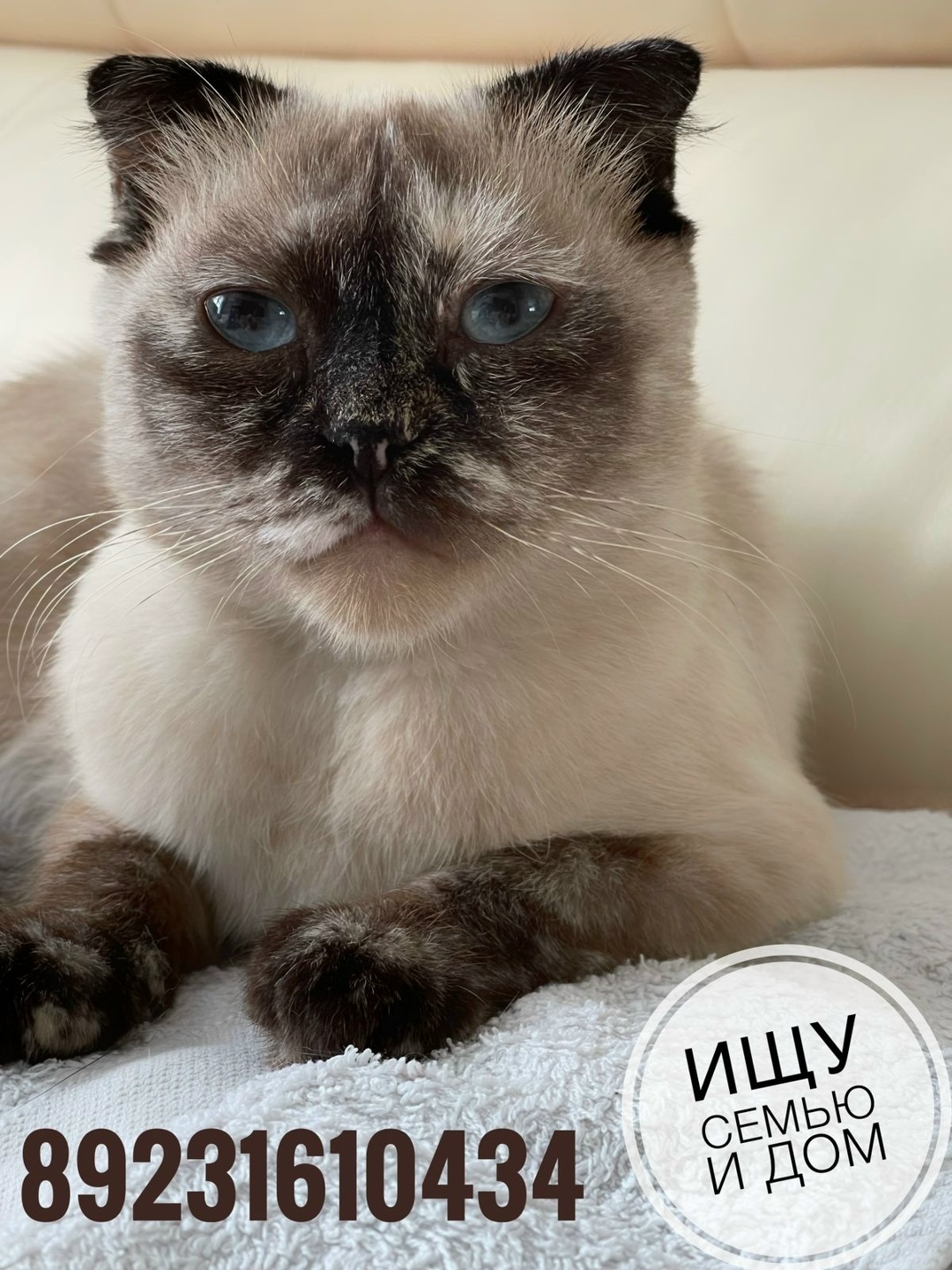 Найдена собака в Барнауле — фото объявления