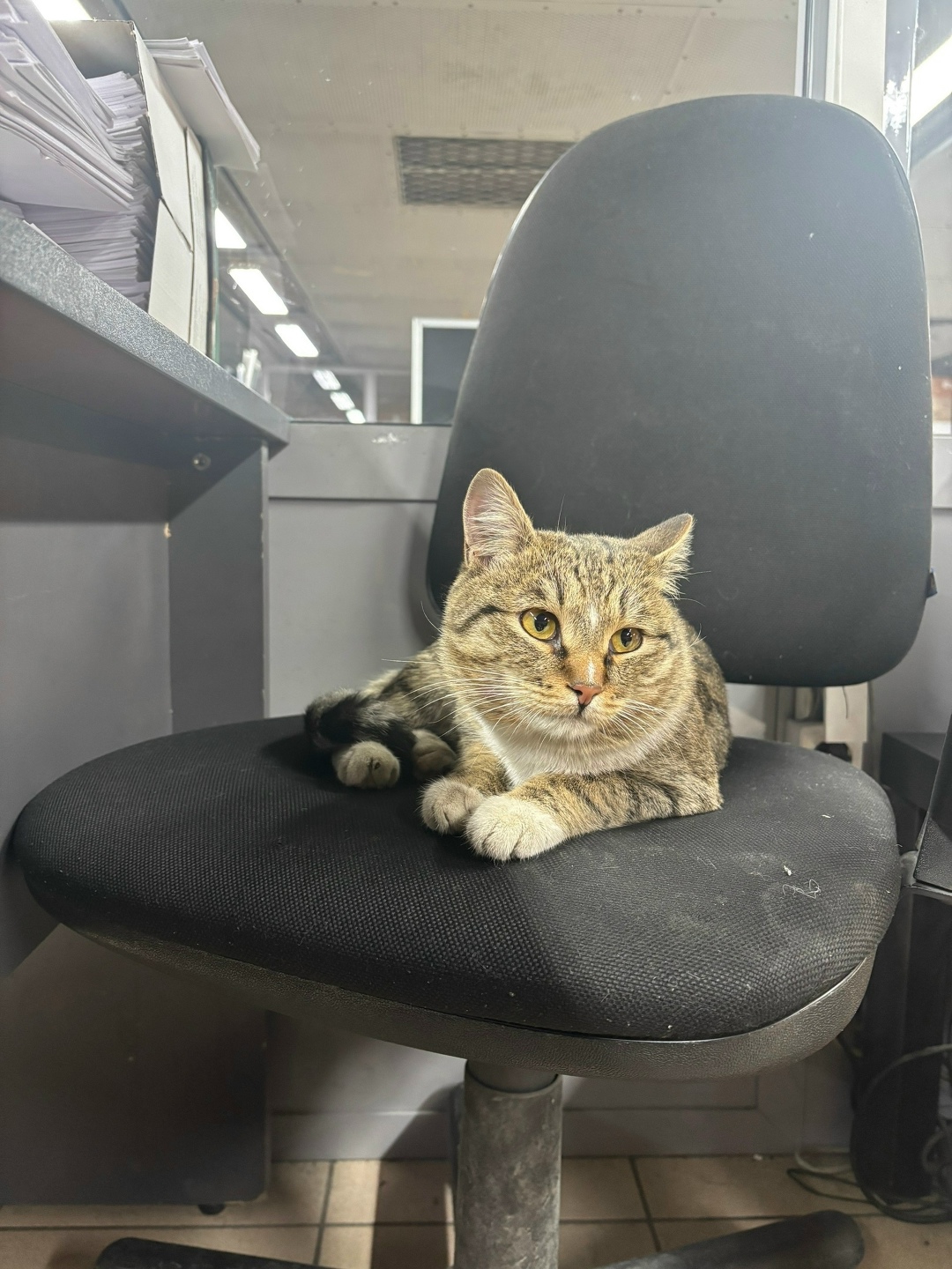 Найдена собака в Барнауле — фото объявления