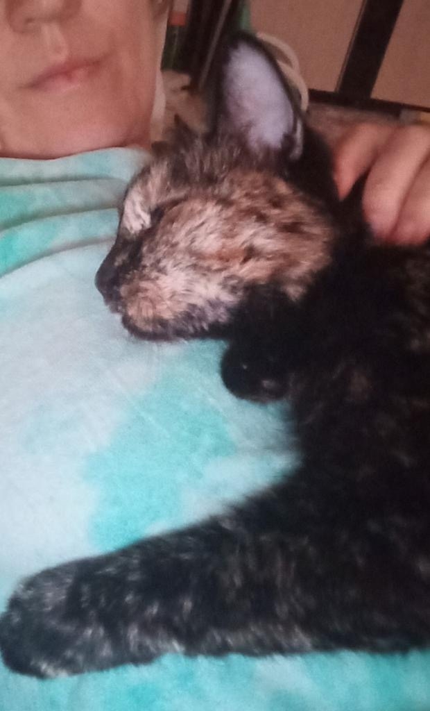 Пропала кошка в Барнауле — фото объявления