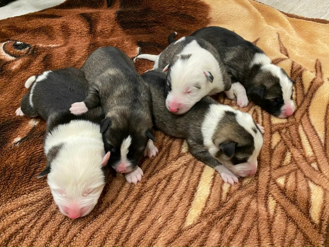 Найдена собака в Барнауле — фото объявления