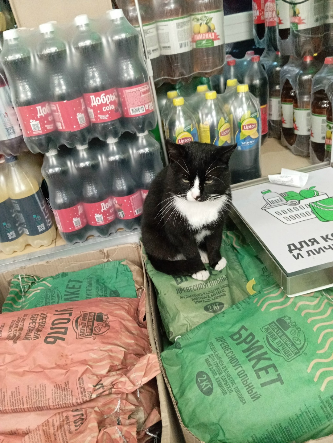 Найдена кошка в Барнауле — фото объявления