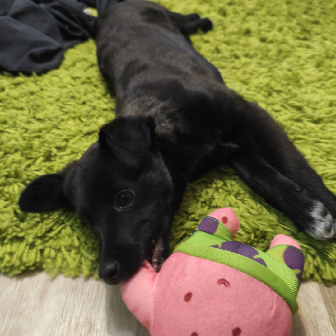 Найдена кошка в Барнауле — фото объявления