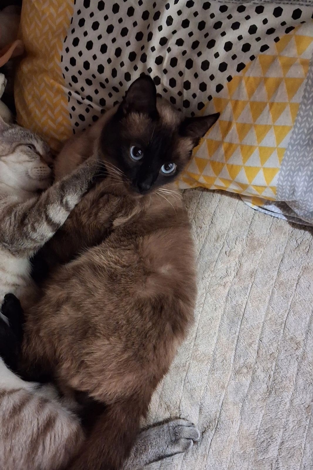 Пропала кошка в Барнауле — фото объявления