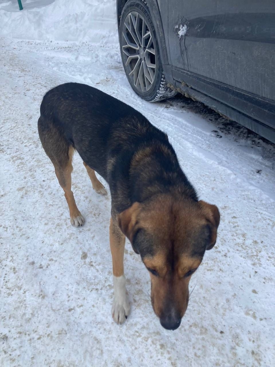 Найдена собака в Барнауле — фото объявления