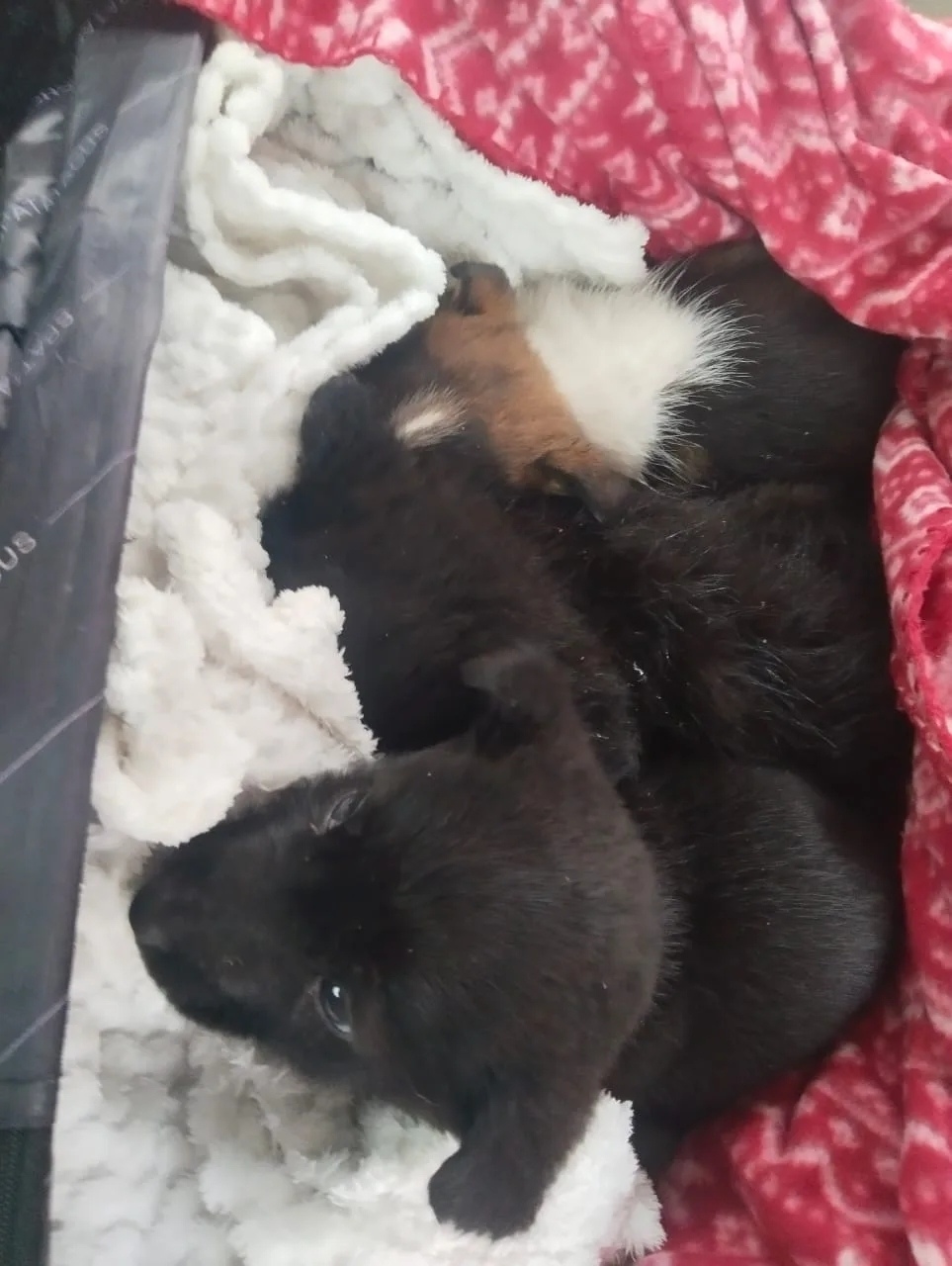 Найдена собака в Барнауле — фото объявления