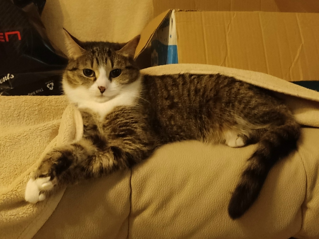 Найдена собака в Барнауле — фото объявления