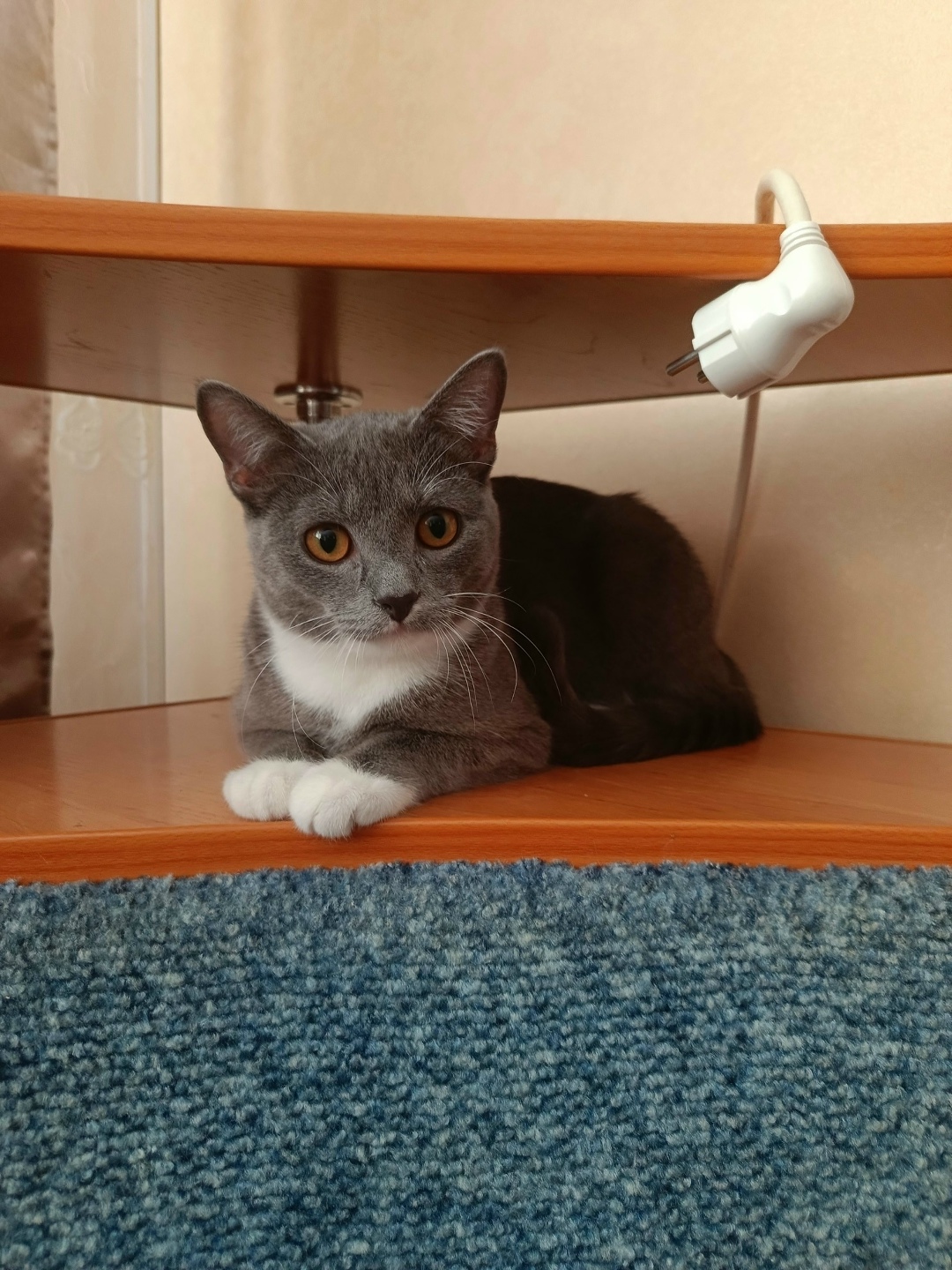 Пропала собака в Барнауле — фото объявления