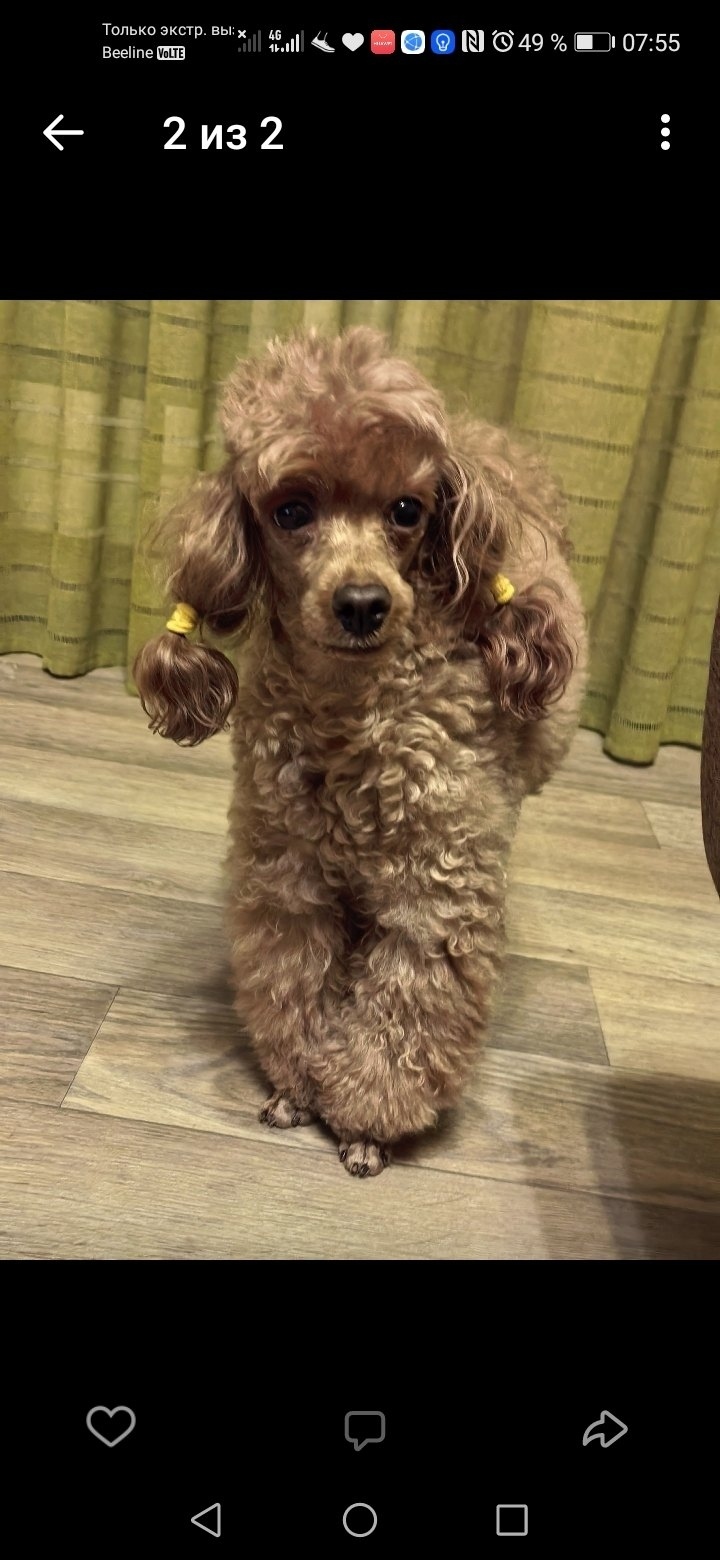 Пропала собака в Барнауле — фото объявления