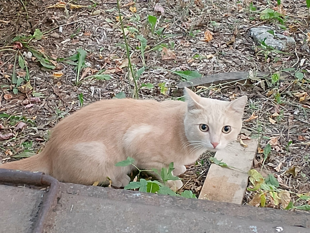 Найдена собака в Барнауле — фото объявления