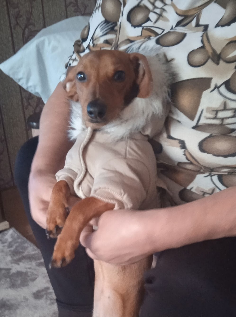 Пропала собака в Барнауле — фото объявления