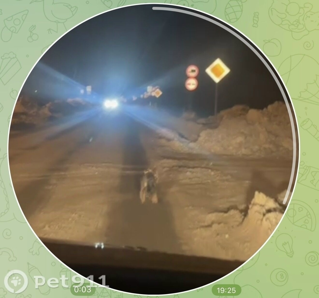 Найдена собака в Барнауле — фото объявления