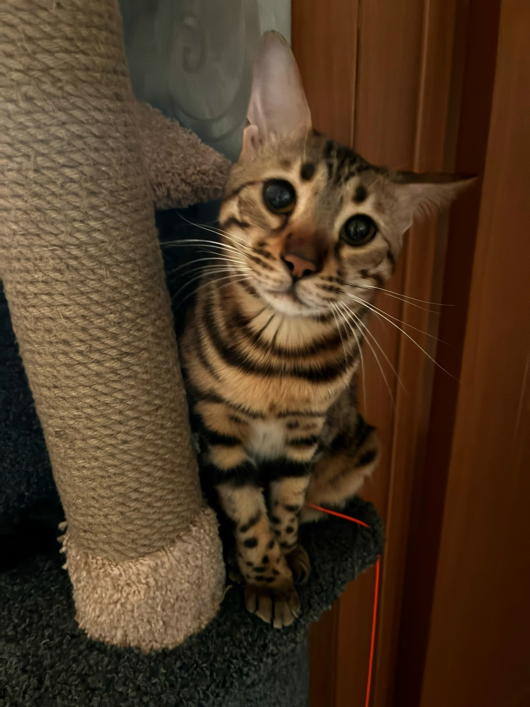 Пропала собака в Барнауле — фото объявления