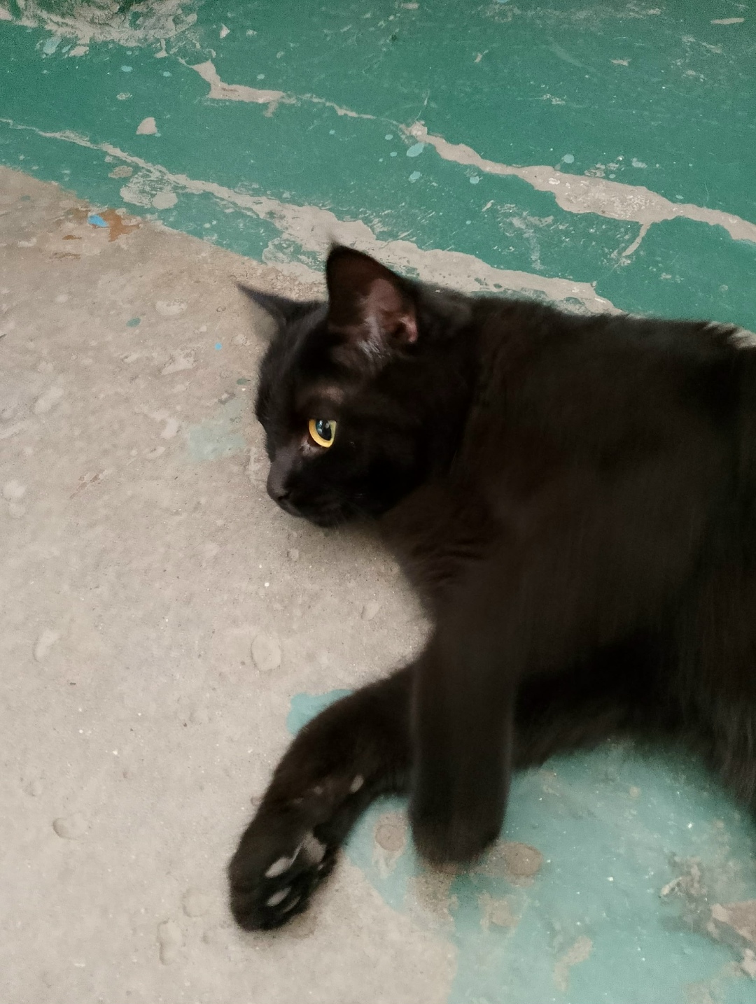 Найдена собака в Барнауле — фото объявления