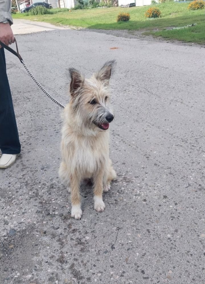 Пропала собака в Барнауле — фото объявления