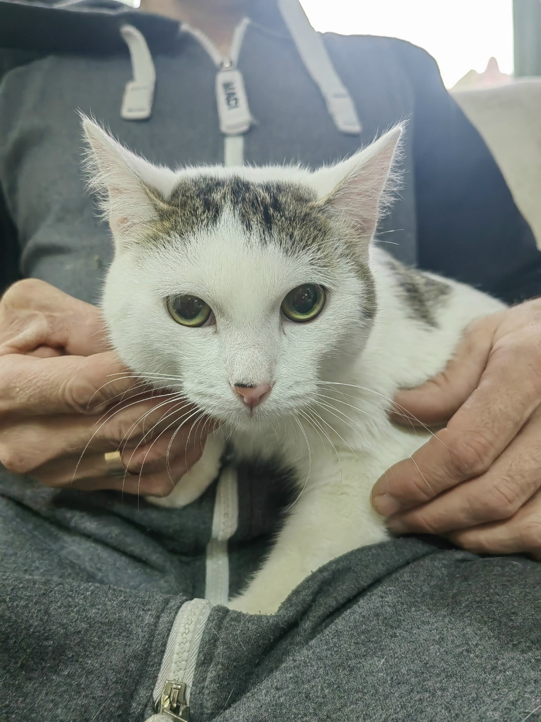 Найдена кошка в Барнауле — фото объявления