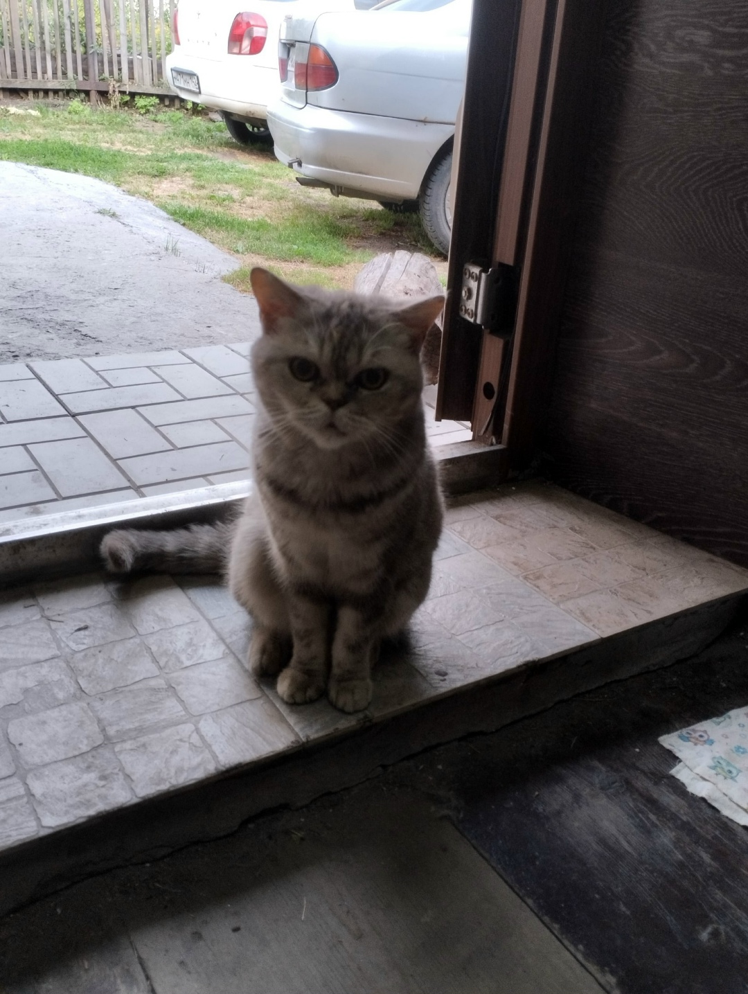 Найдена собака в Барнауле — фото объявления