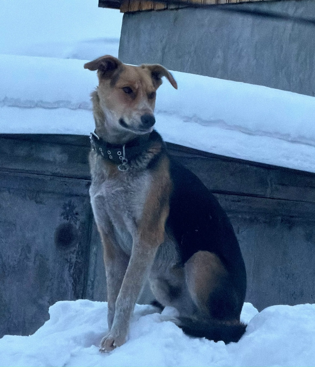 Найдена собака в Барнауле — фото объявления