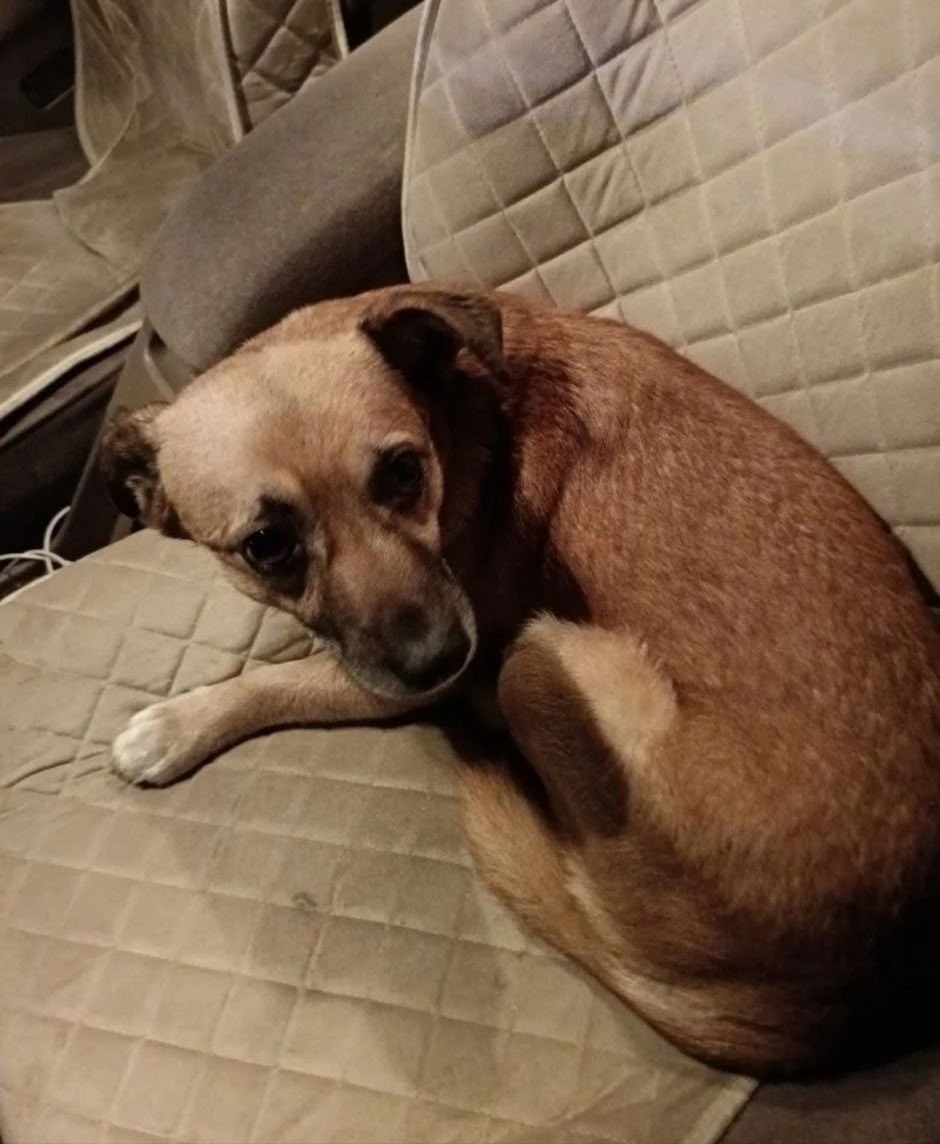 Найдена собака в Барнауле — фото объявления