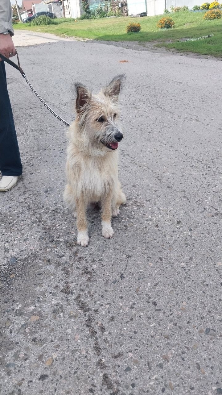 Пропала собака в Барнауле — фото объявления