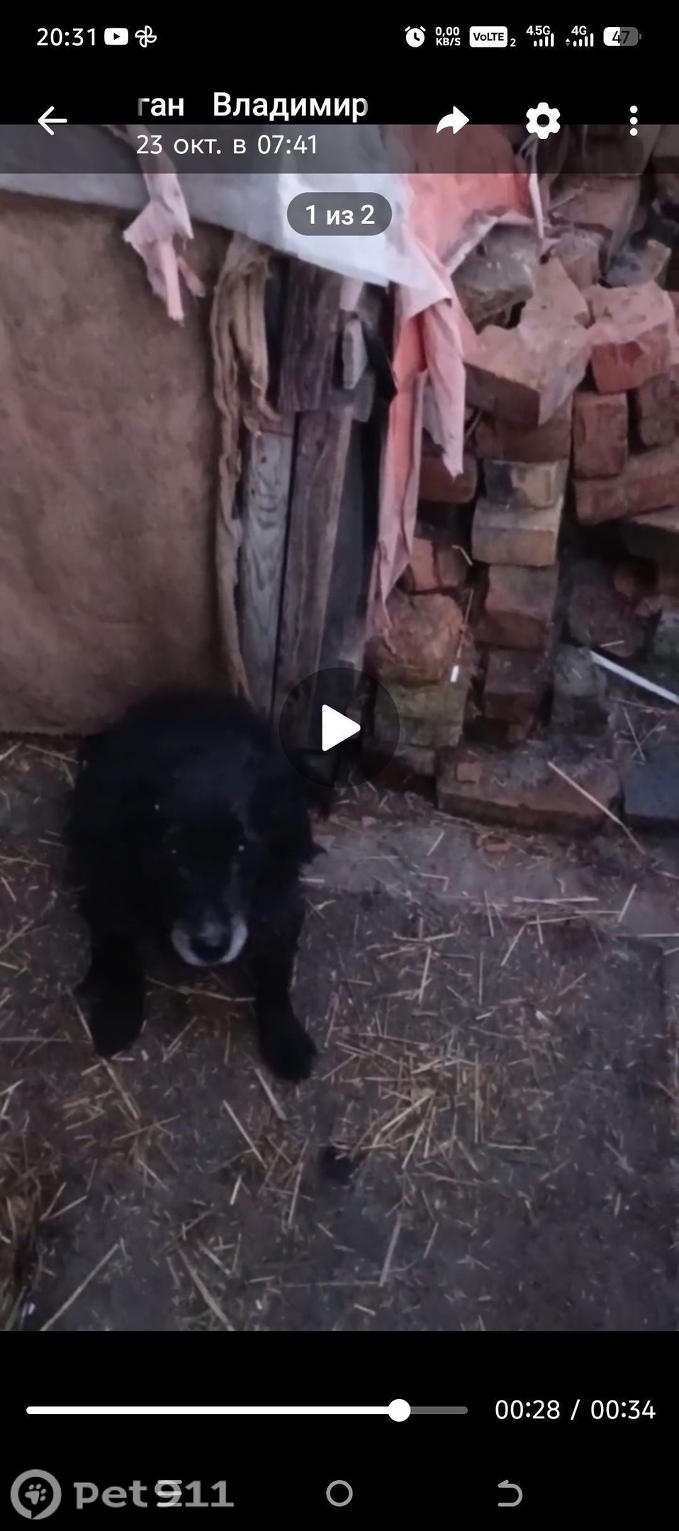 Пропала собака в Барнауле — фото объявления