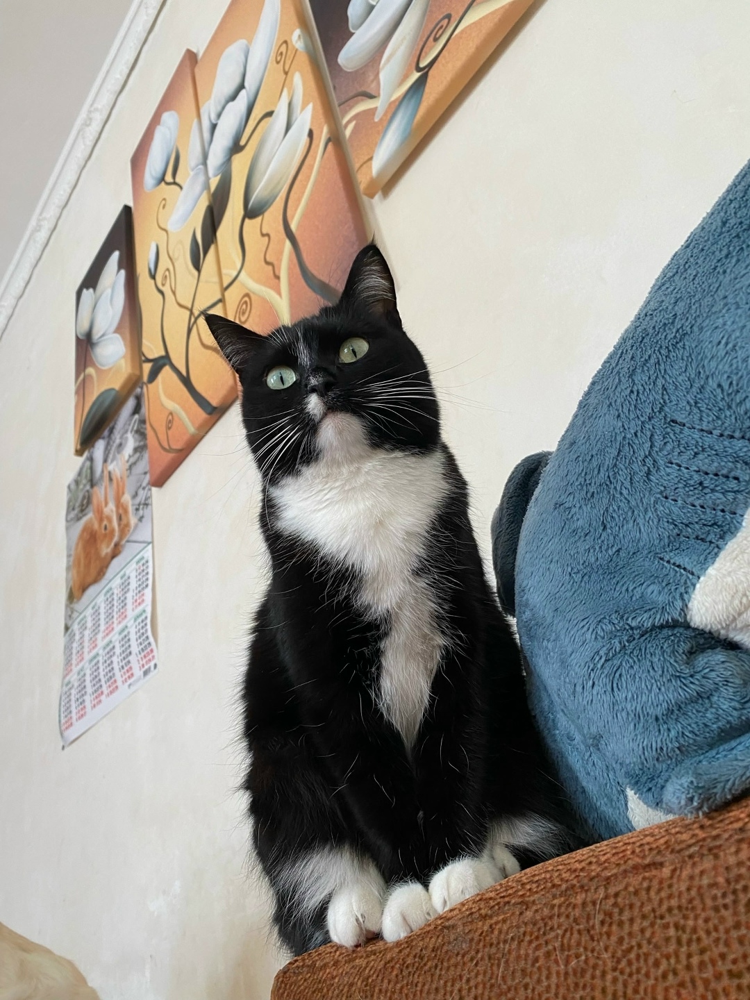 Найдена собака в Барнауле — фото объявления