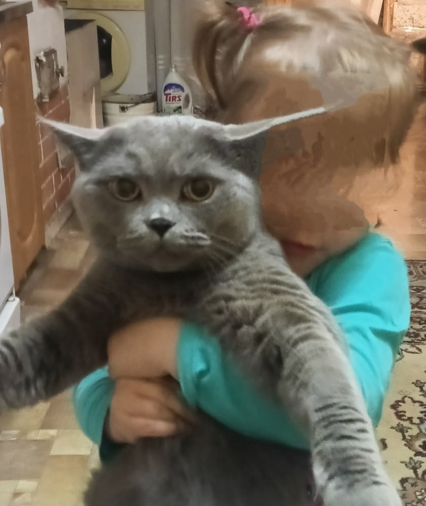 Найдена собака в Барнауле — фото объявления