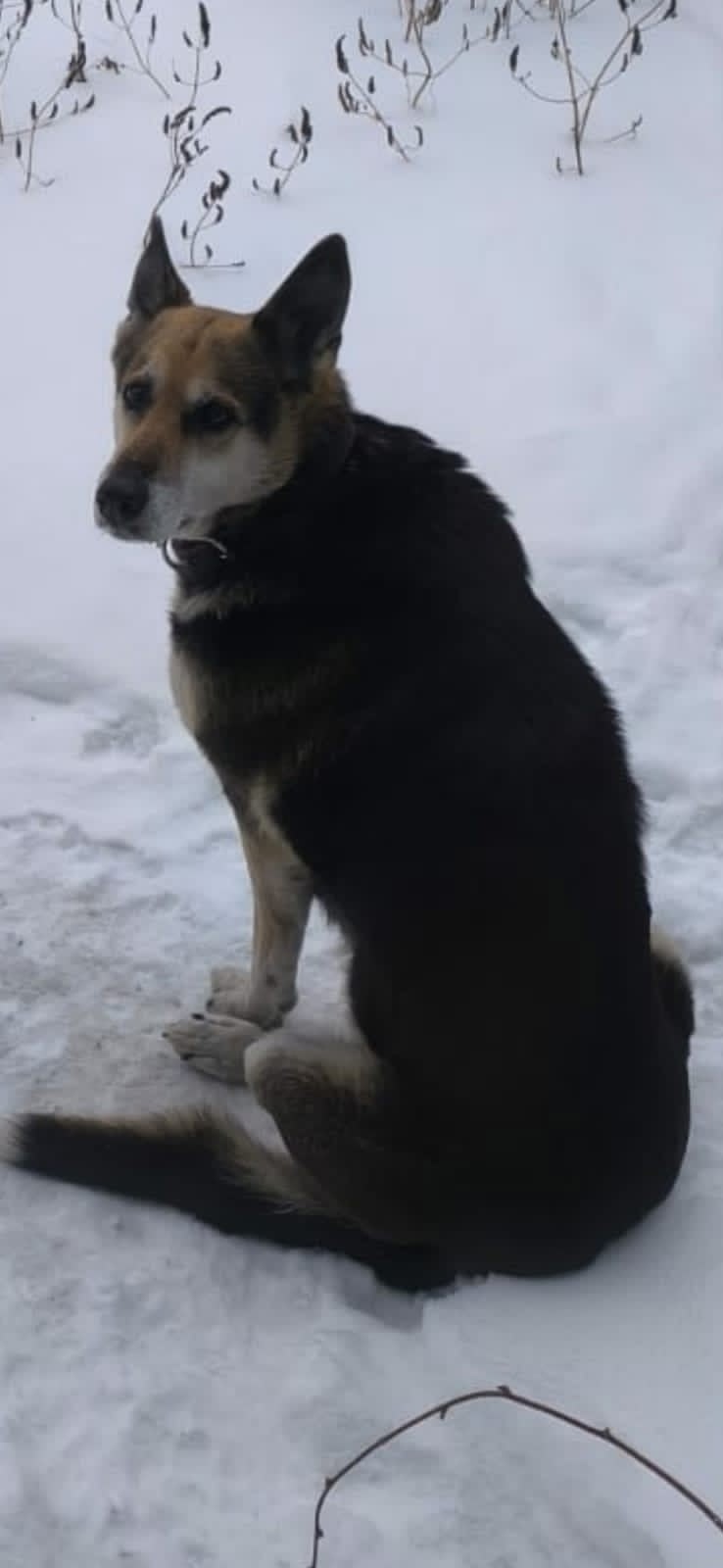 Пропала собака в Барнауле — фото объявления