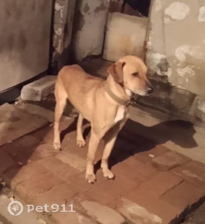 Пропала собака в Барнауле — фото объявления