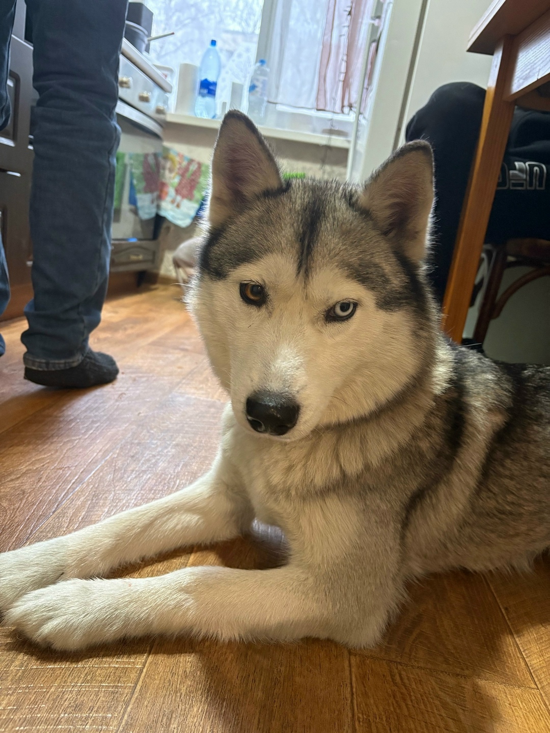 Найдена собака в Барнауле — фото объявления