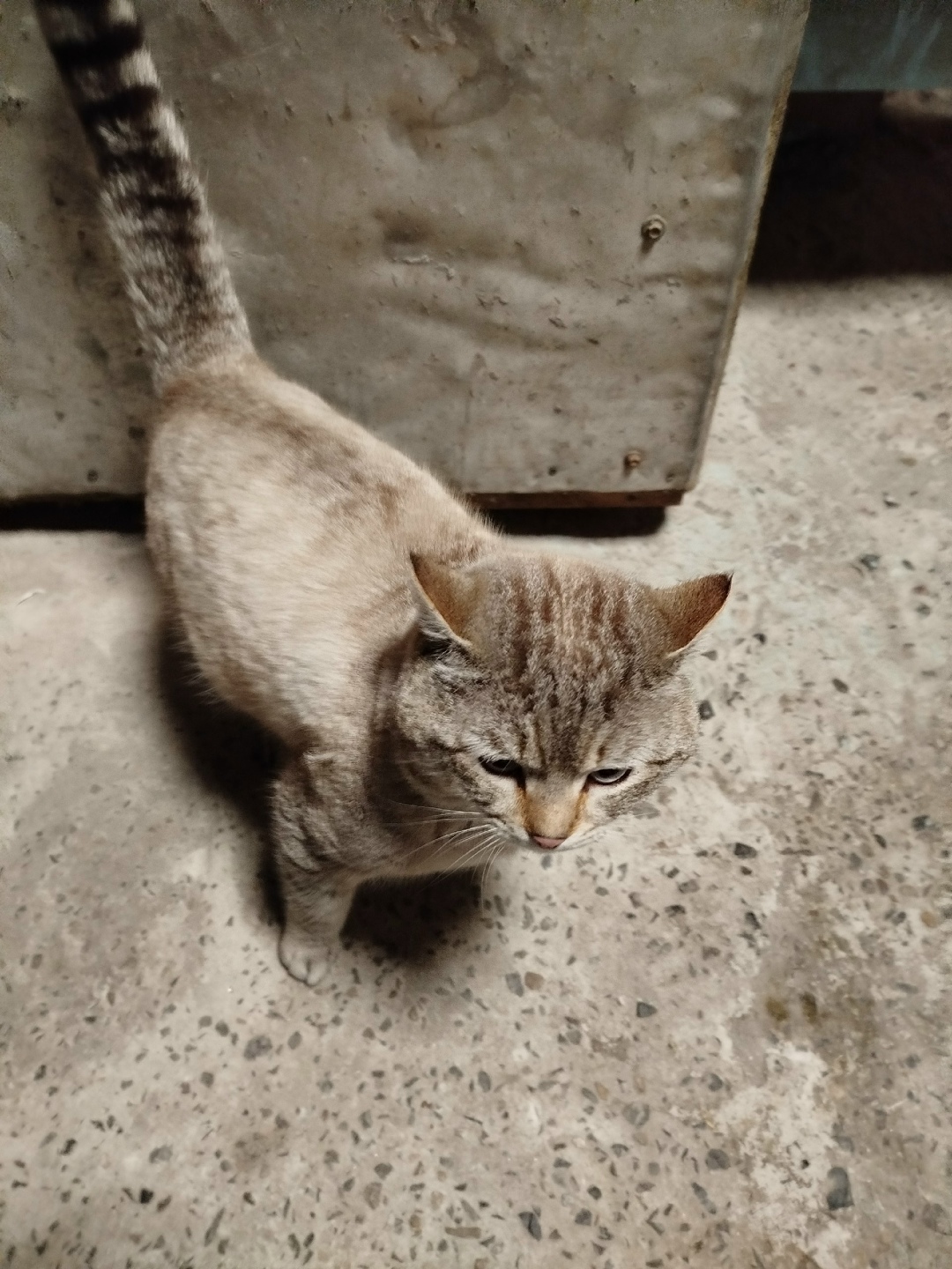 Найдена собака в Барнауле — фото объявления