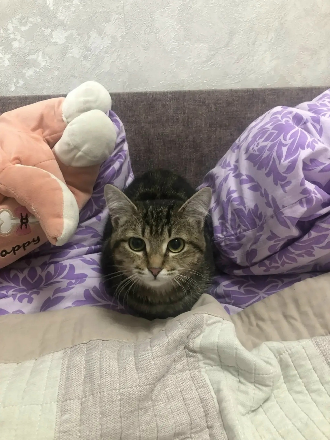 Найдена кошка в Барнауле — фото объявления