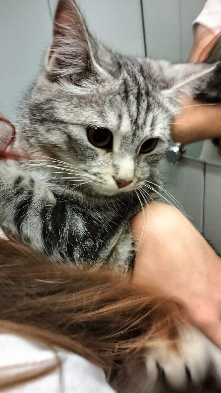 Найдена собака в Барнауле — фото объявления