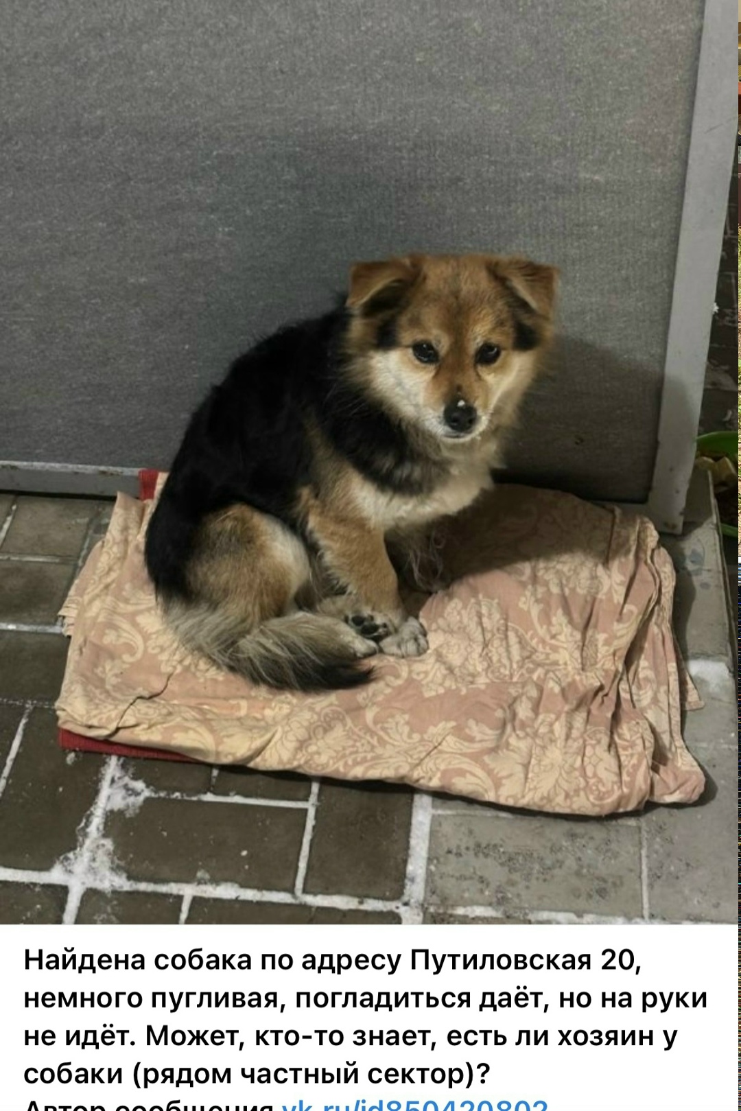 Найдена собака в Барнауле — фото объявления