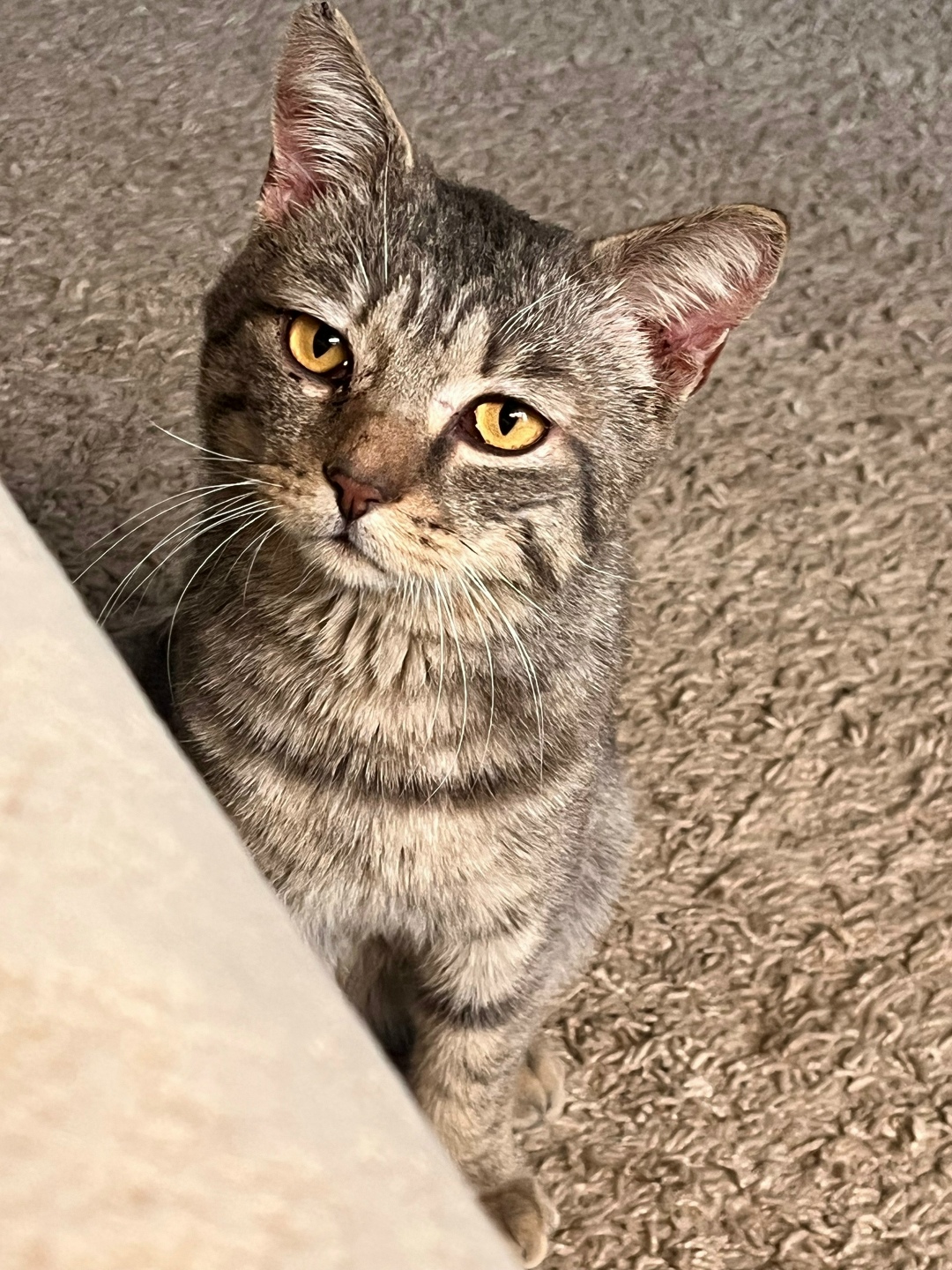 Найдена собака в Барнауле — фото объявления