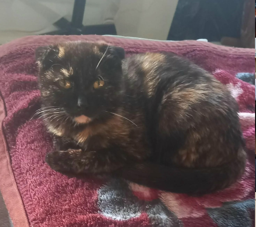 Найдена кошка в Барнауле — фото объявления