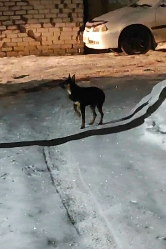 Найдена собака в Барнауле — фото объявления