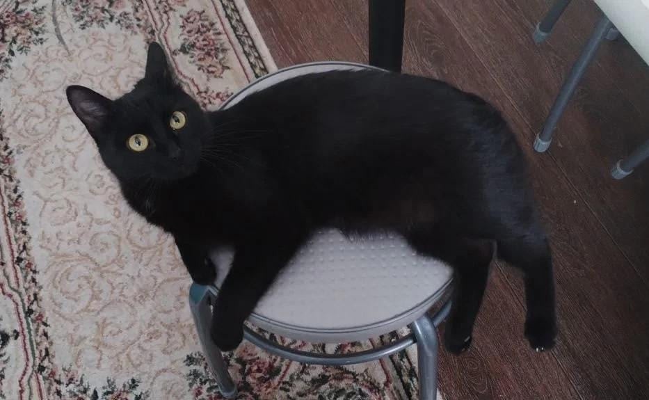 Найдена собака в Барнауле — фото объявления