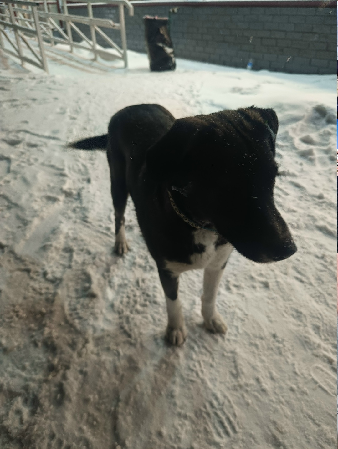 Найдена собака в Барнауле — фото объявления