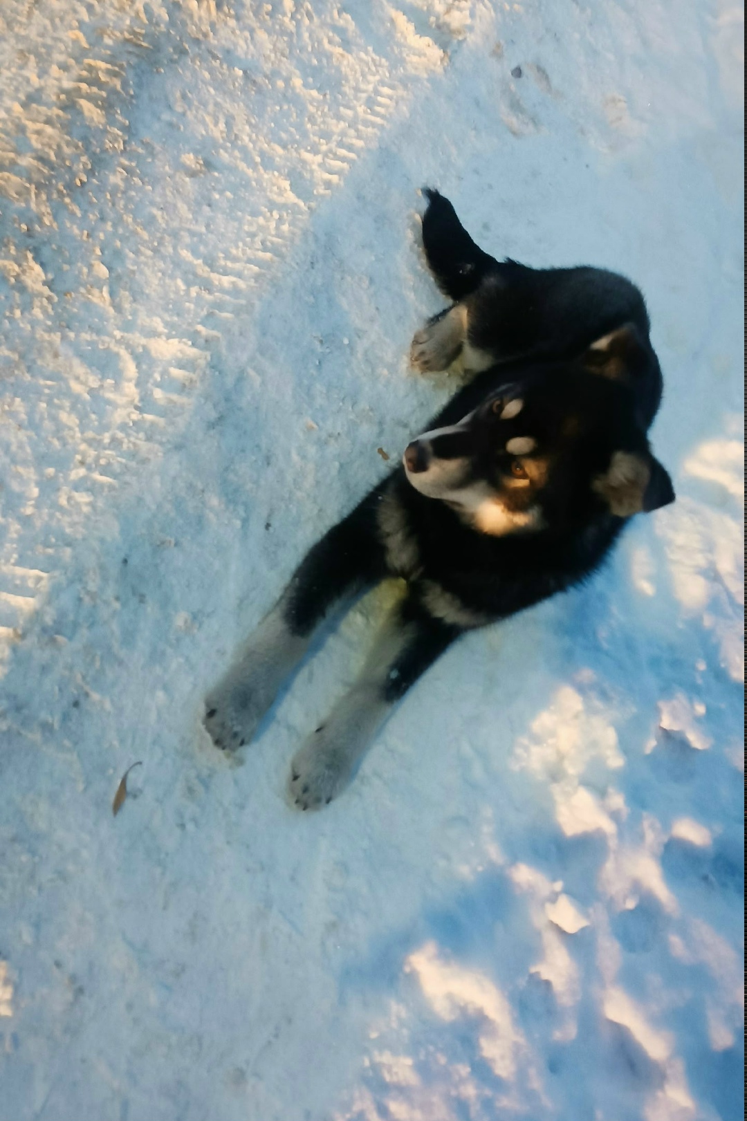 Найдена собака в Барнауле — фото объявления