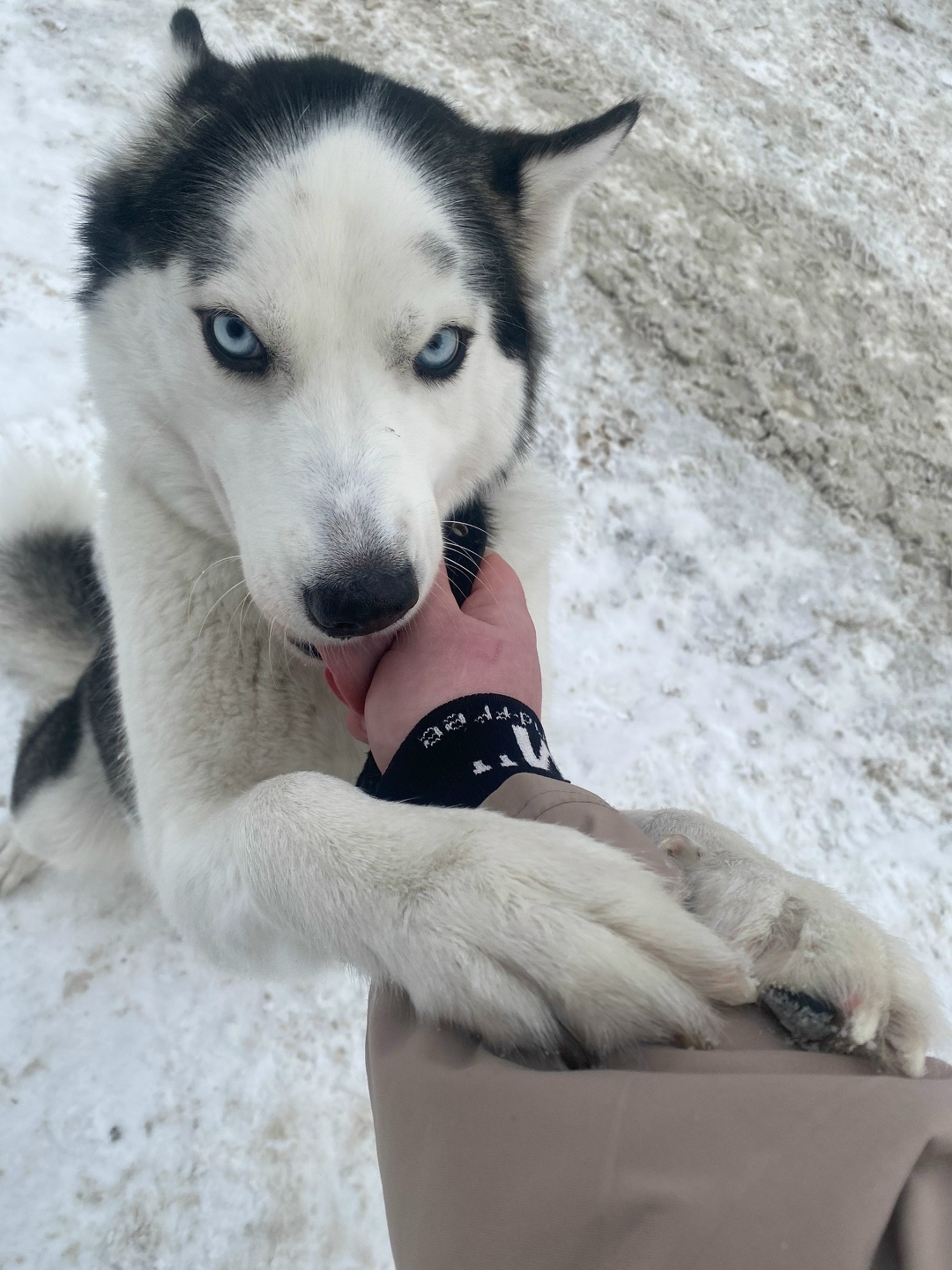 Найдена собака в Барнауле — фото объявления