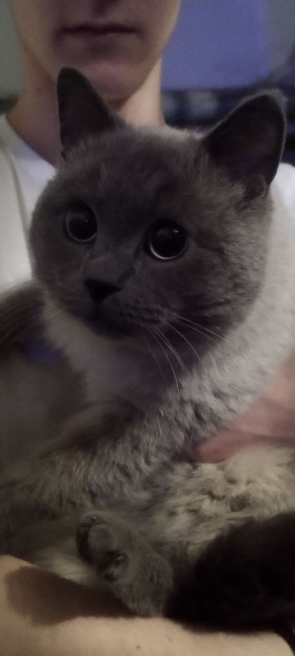 Найдена собака в Барнауле — фото объявления