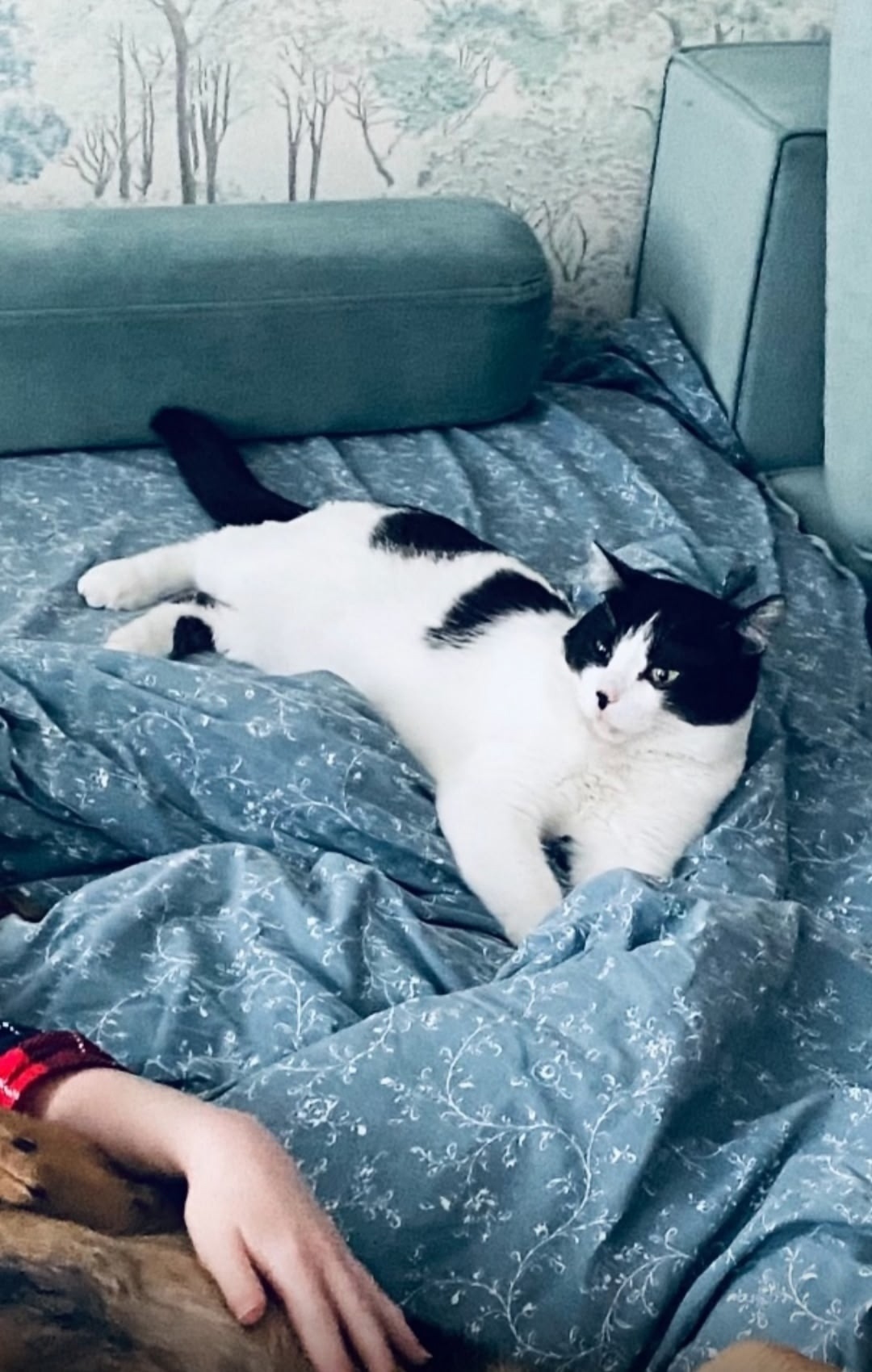 Найдена собака в Барнауле — фото объявления