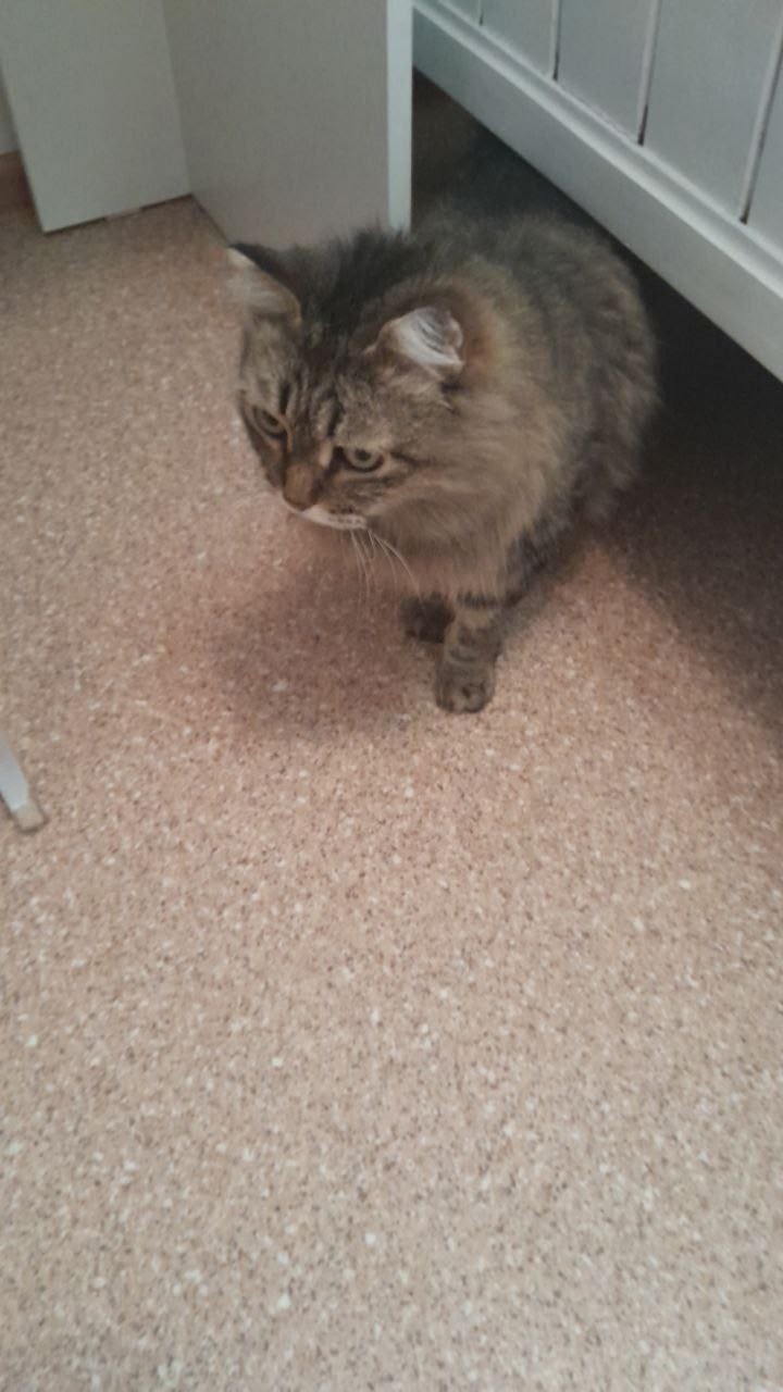 Найдена кошка в Барнауле — фото объявления